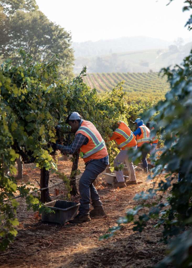 a group of men working in a vineyard.