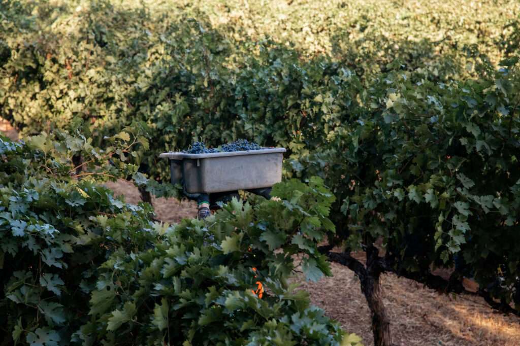 a wheelbarrow full of grapes in a vineyard.
