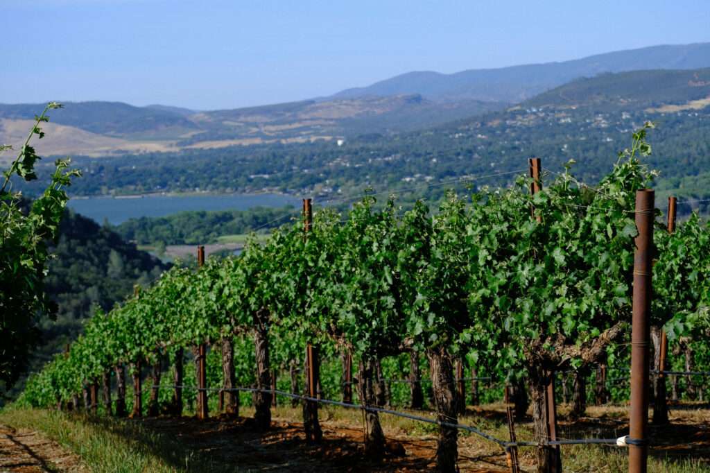 a vineyard with vines and mountains in the background.