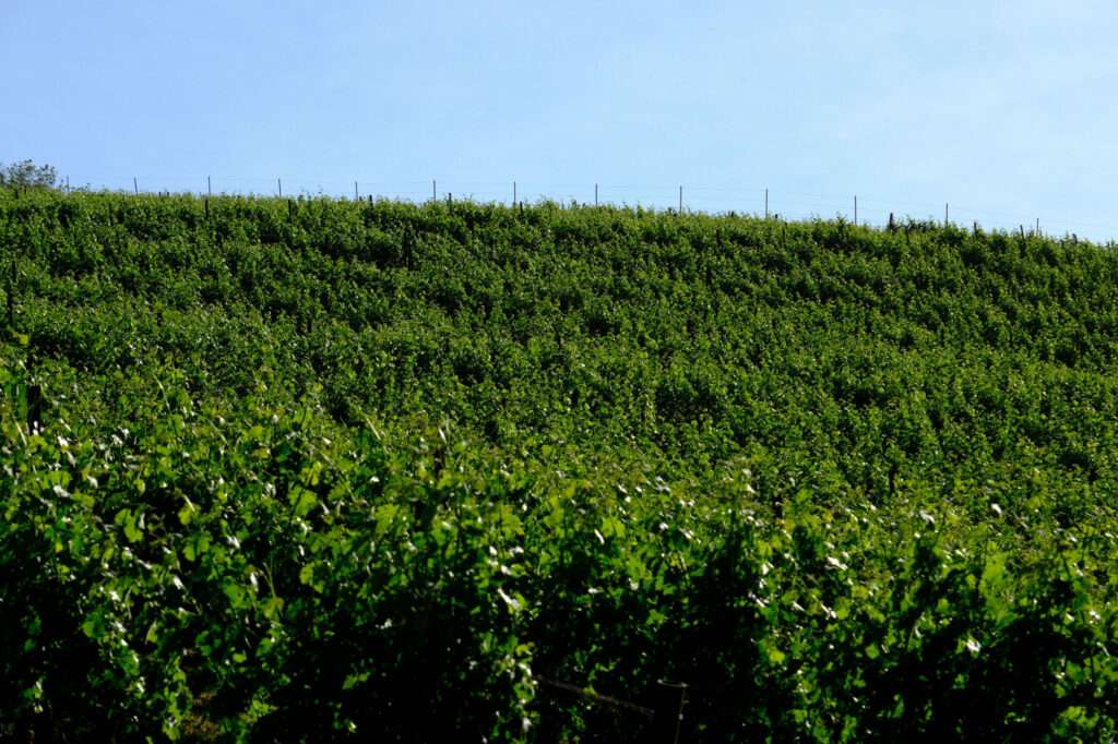 a hill covered in green bushes under a blue sky.