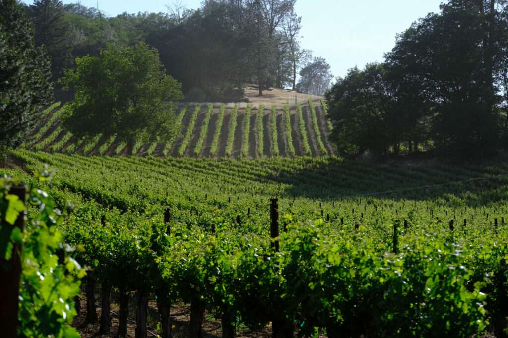 a vineyard with rows of vines in the foreground.