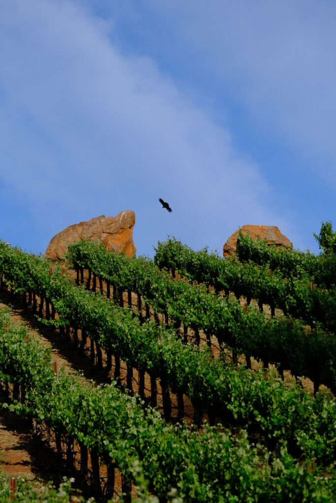 a bird flying over a lush green hillside.