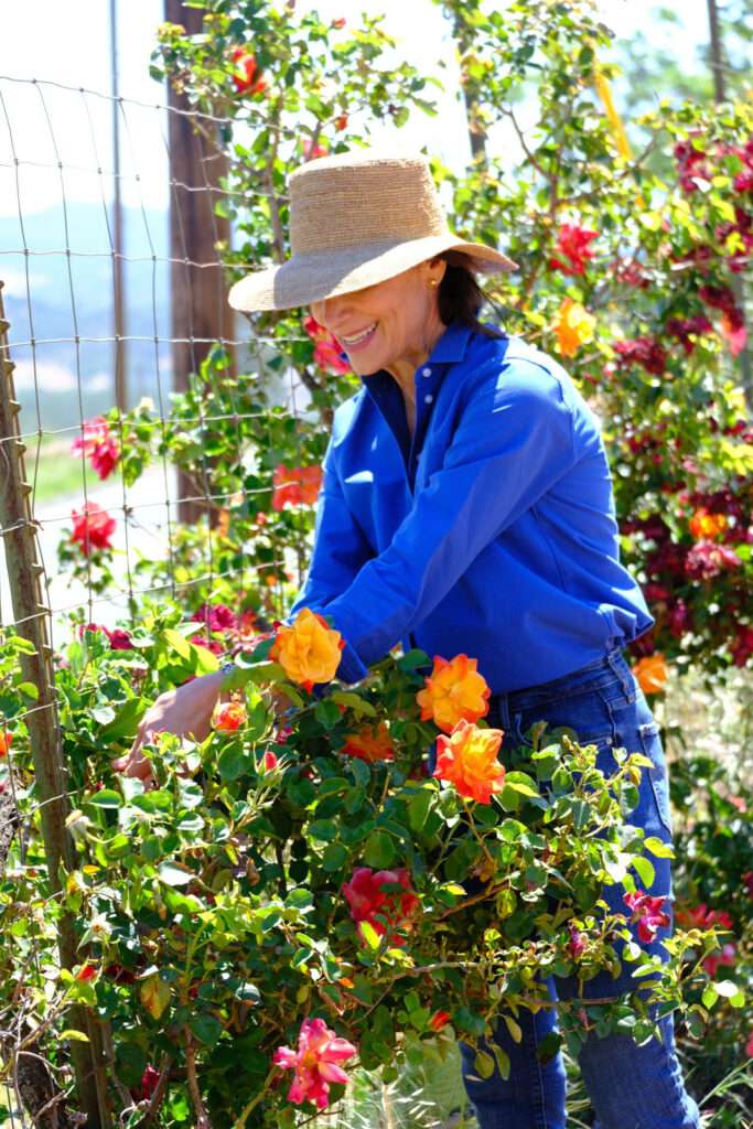 Carolina pruning roses