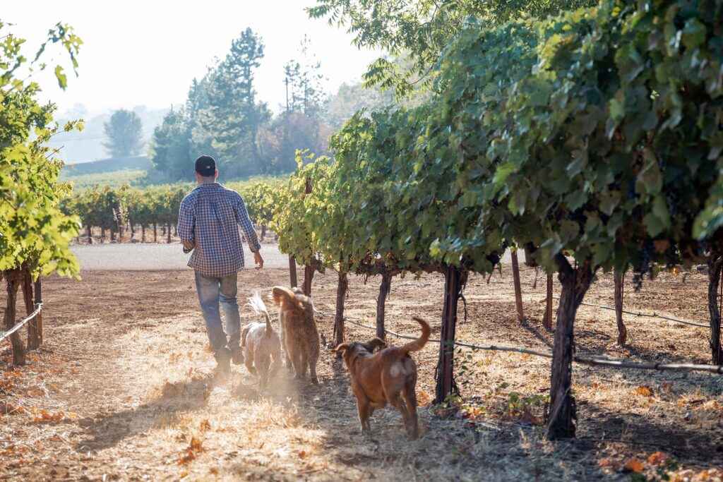a man is walking his dogs through a vineyard.