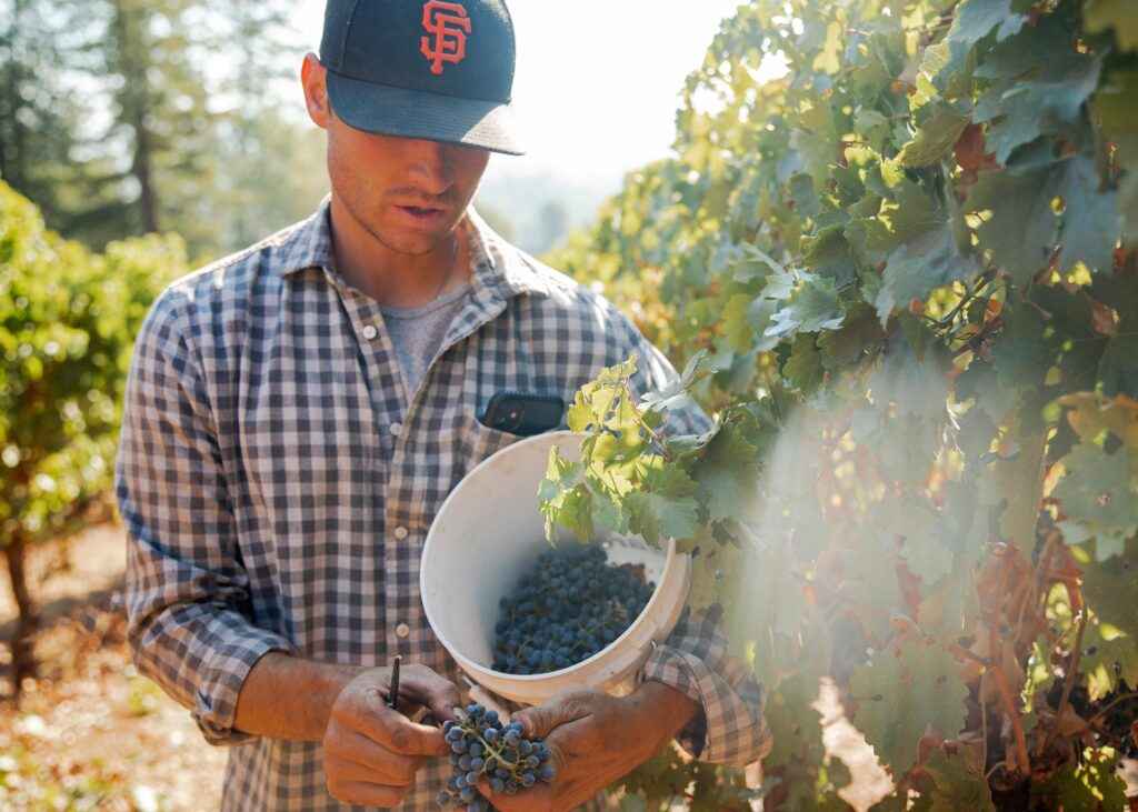 a man holding a bucket of grapes in a vineyard.