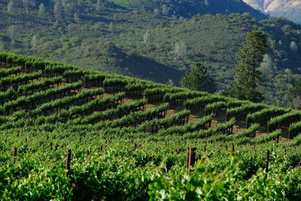 rows of vines in a vineyard with mountains in the background.