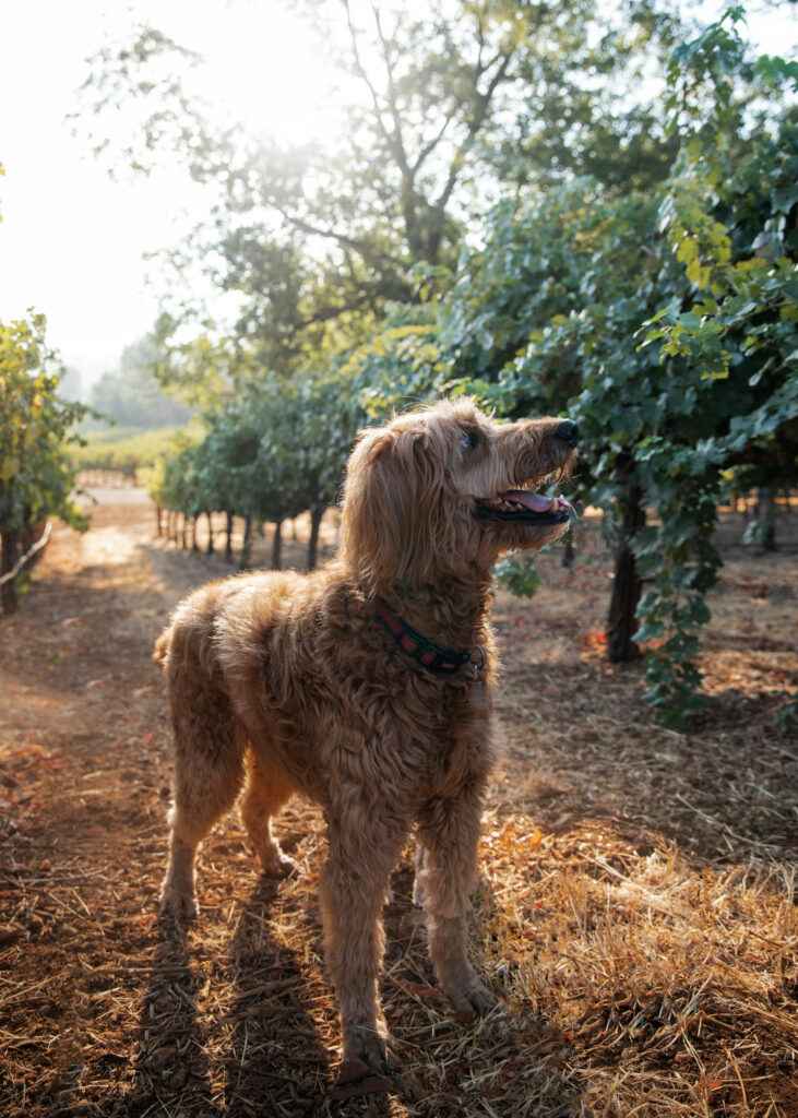 Dog Fuega in vineyard